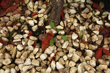 the ground is strewn with white stones