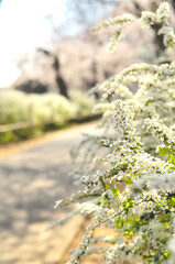 ユキヤナギと桜並木