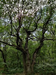 Pyatigorsk, Kislovodsk, mount Mashuk and Beshtau