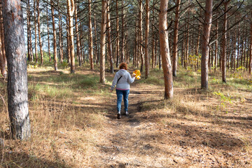 A woman with autumn leaves in her hands walks through the pine forest.