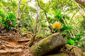 Tropical rain forest and jungle in Seychelles