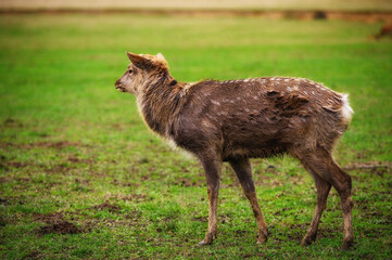 Wild white-tailed deer in a field.