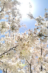 太陽と桜の花