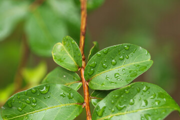 leaf with dew drops