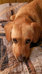 dog sleeping on the bed