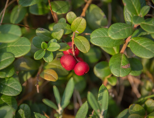 Closeup of green lingonberry bush with red berries in sunlight
