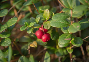 Closeup of green lingonberry bush with red berries in sunlight
