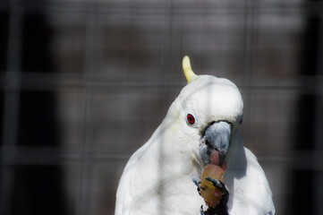 white parrot
