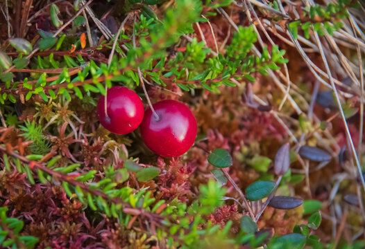 Closeup of two red cranberries growing on the green moss in swamp