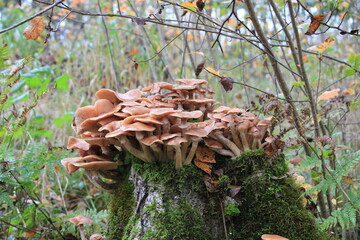 Edible mushrooms mushrooms are growing on the stump