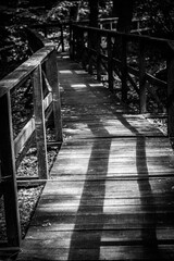 Footpath through the forest