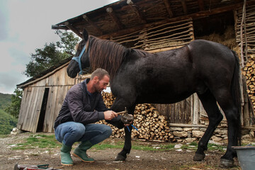 The master pincers removes the grown nail. A farrier works on a horse foot to clean it before...