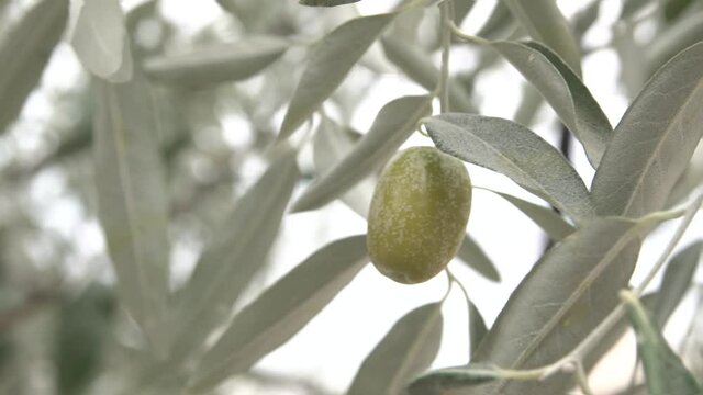 A Silver berry tree branch with a single greenish fruit is swaying in the wind. Natural food and leaf background