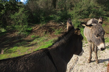 donkeys on the Manziana farm in the act of communicating with each other