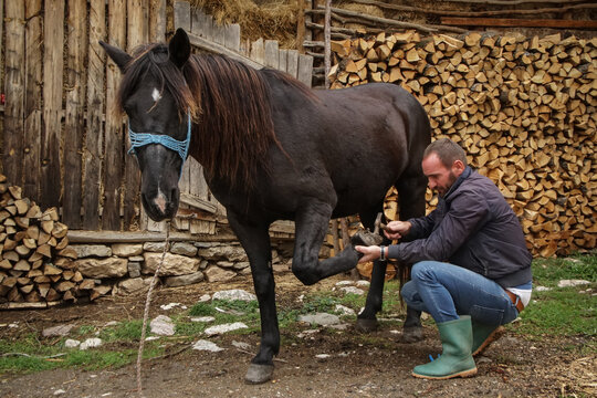 The master pincers removes the grown nail. A farrier works on a horse foot to clean it before creating a horseshoe for the animal