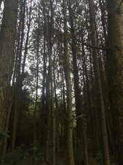 Obraz premium trees in the forest