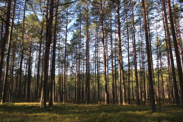 Group of trees and moss in a pine forest