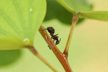 red ant on a leaf