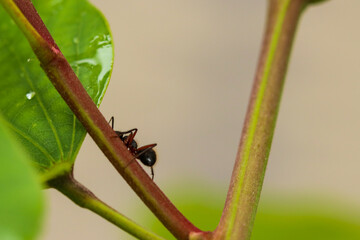 ant on a leaf