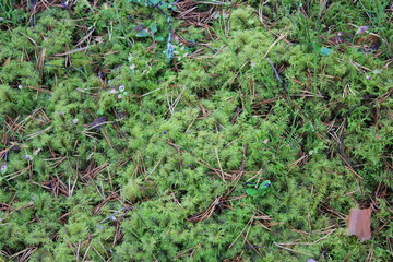 
green moss in the forest close-up