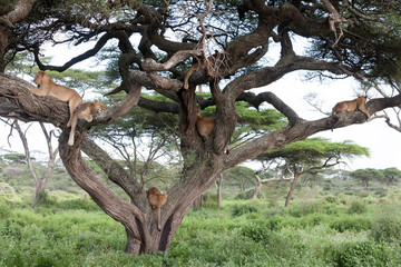 Siesta time for pride of african lions on tree branch