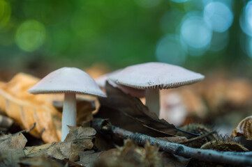 mushroom in the forest
