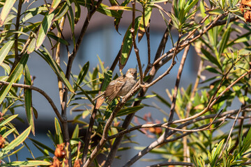 Aves
