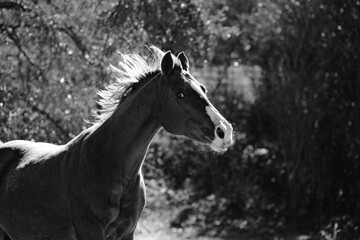 Fresh horse shows mare mane as she runs through pasture sunshine in black and white.