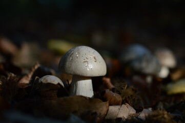 mushrooms in the forest