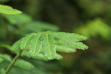 leaf with water drops