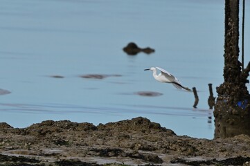 Oiseaux