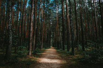 Path through the forest - Powered by Adobe