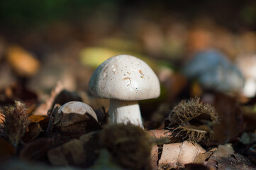 mushrooms in the forest