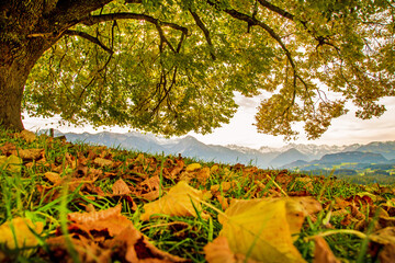 Allgäu - Herbst - Alpen - Bergkette - Blätter