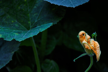 Orange pumpkins flowers in the garden