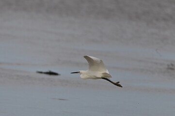 Oiseaux