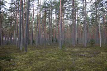 Obraz premium Northern forest in late autumn
