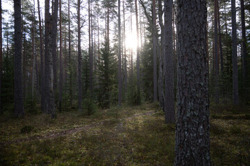 Fototapeta premium Northern forest in late autumn
