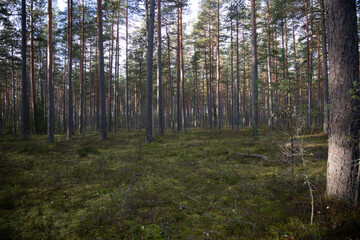 Obraz premium Northern forest in late autumn