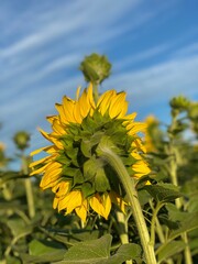 sunflower of the sky