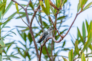 Aves