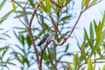 Aves