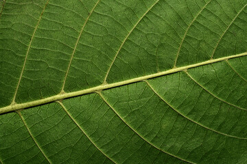 Textured surface of green leaf with veins.