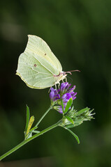 Common brimstone male butterfly on the flower