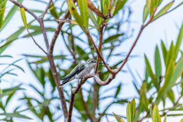 Aves