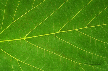 Textured surface of green leaf with veins.
