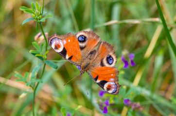 peacock butterfly, summer meadow
