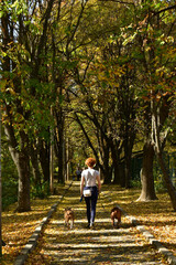 A girl with two dogs walks along the autumn alley in the park.