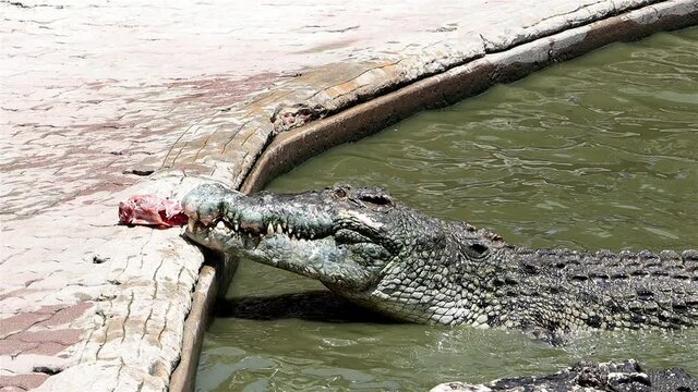The floating crocodile turns to the side for got a meat from the shore to his jaws, slow motion.