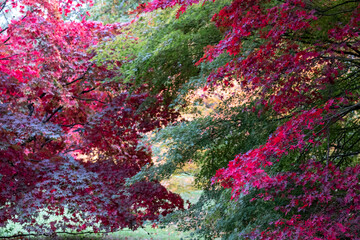 Acer and maple trees with leaves a blaze of autumn colour, photographed at Westonbirt Arboretum, Gloucestershire, UK. 